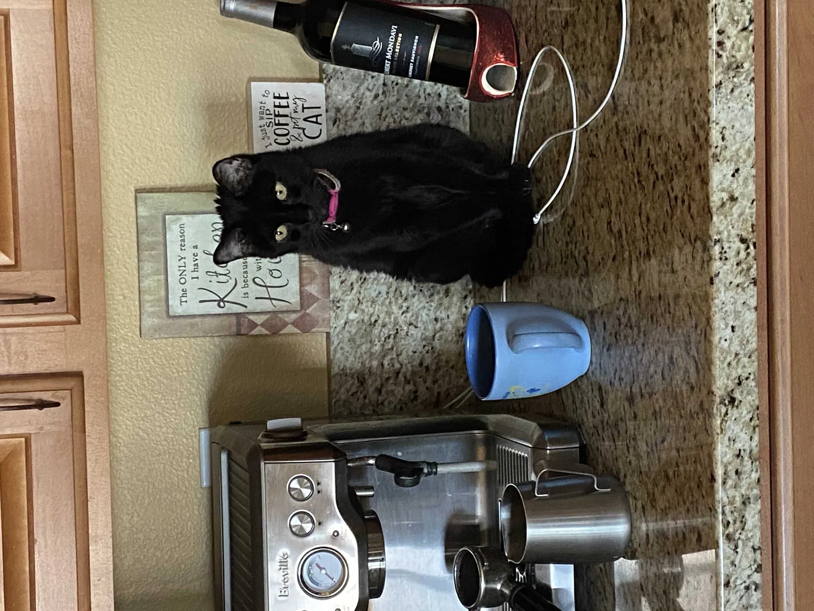 Lost cat in Indio, CA, 92203