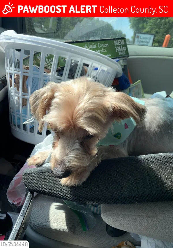 Lost dog in Cottageville, SC, 29435