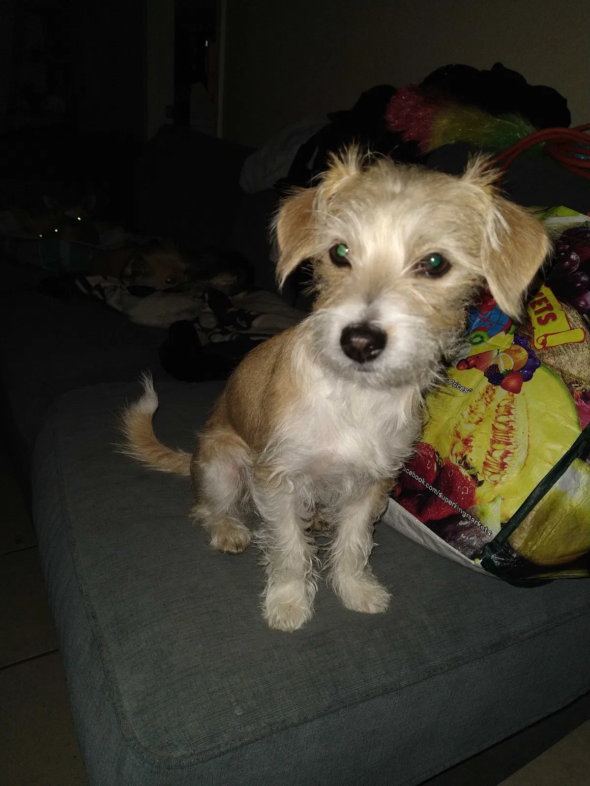 Lost dog in Rosamond, CA, 93560