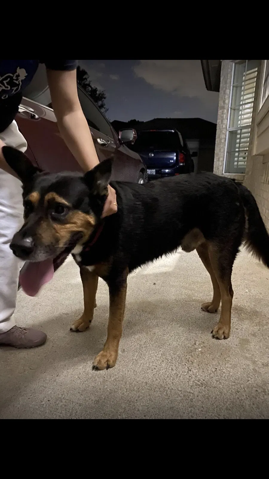 Lost dog in Houston, TX, 77041