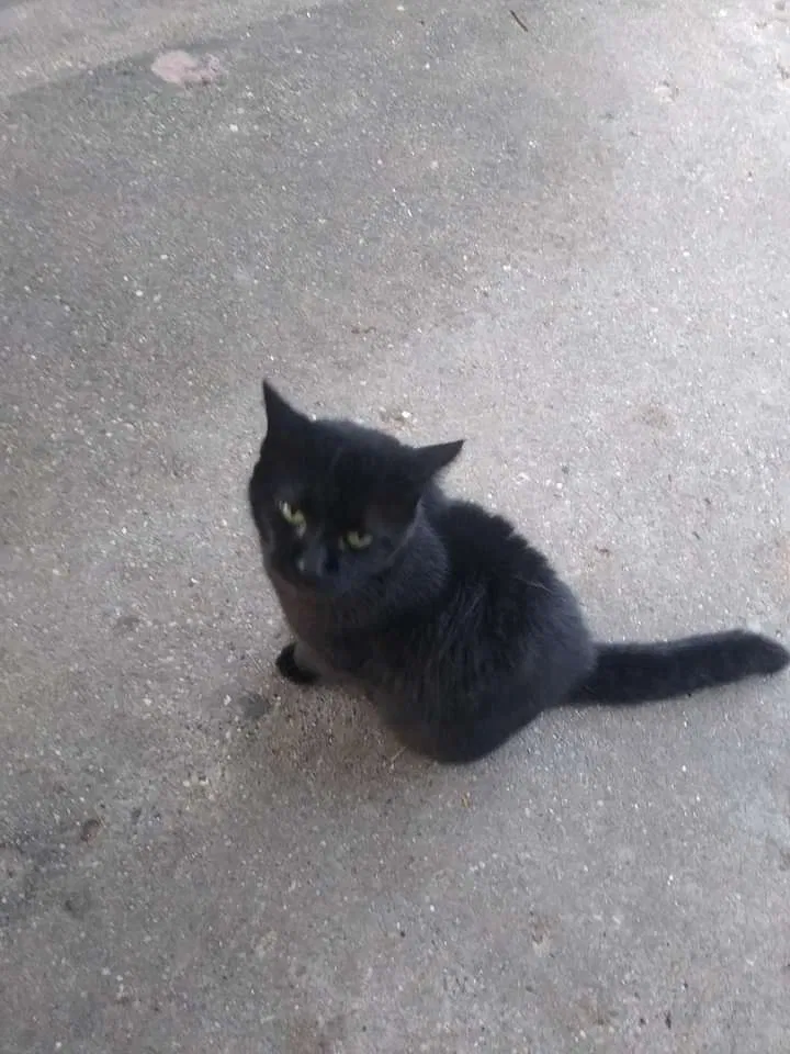 Lost cat in Kalkaska, MI, 49646