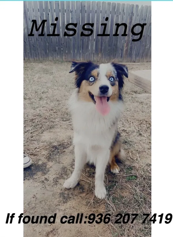 Lost dog in Conroe, TX, 77306