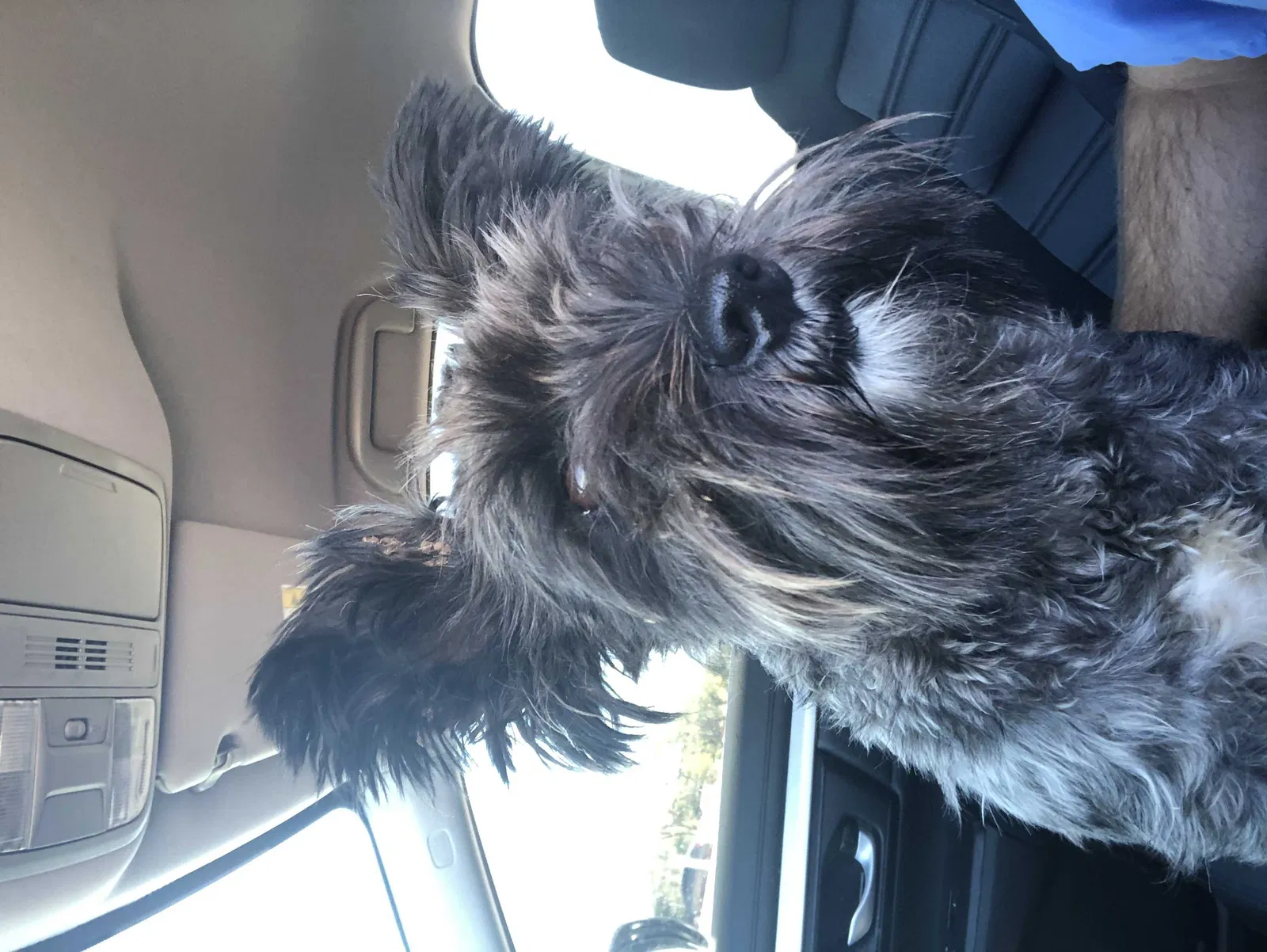 Found dog in Ada, OK, 74820