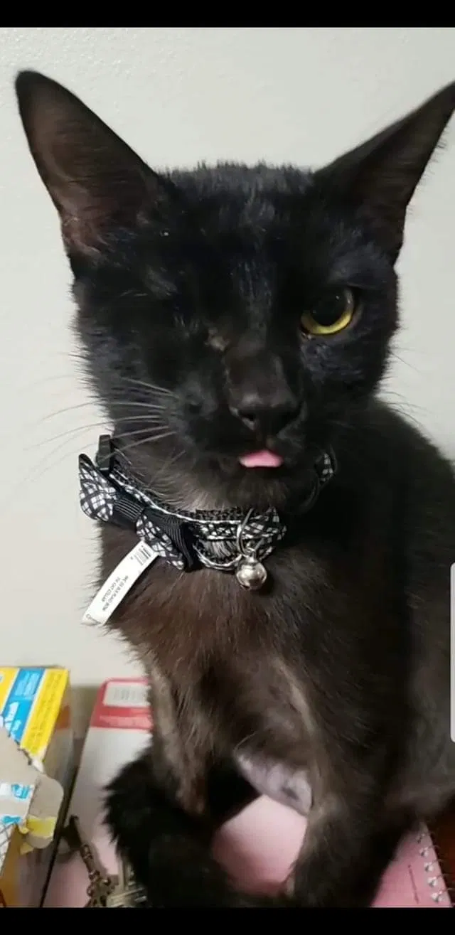 Lost cat in Slidell, LA, 70458