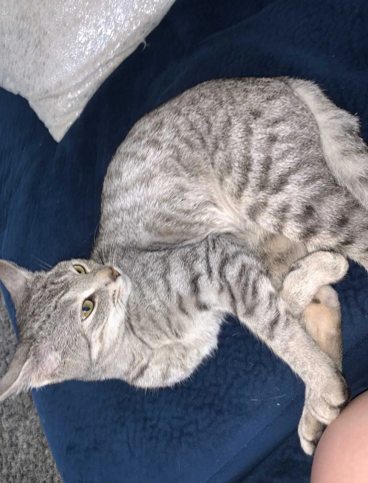 Lost cat in Youngstown, OH, 44511