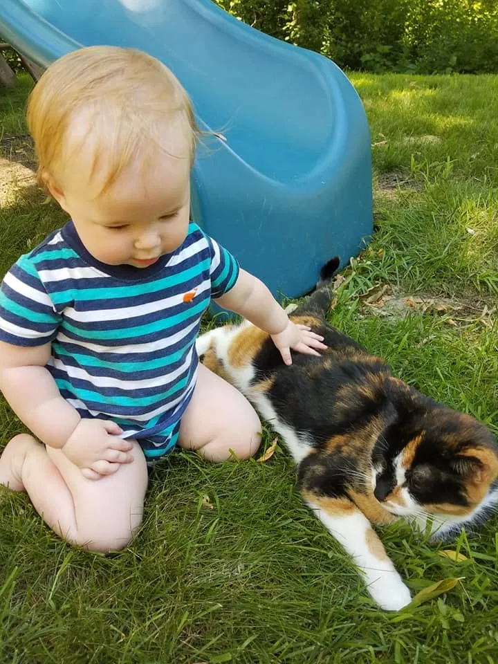 Lost cat in Forest Lake, MN, 55025