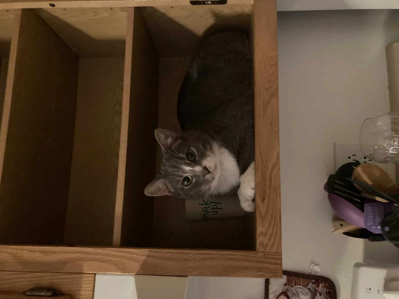 Lost cat in Chesapeake, VA, 23320