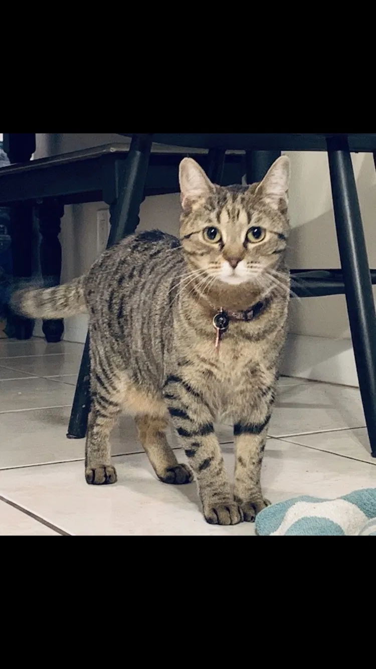 Lost cat in Fort Lauderdale, FL, 33312