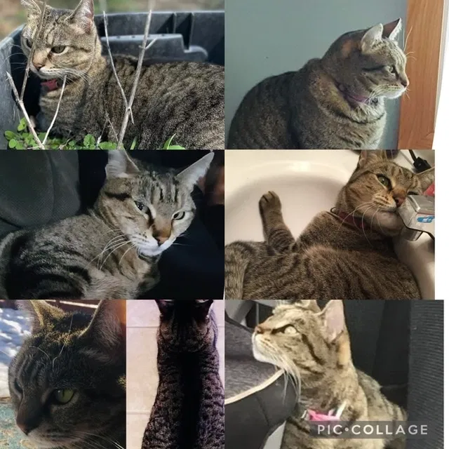 Lost cat in Somerset, WI, 54025