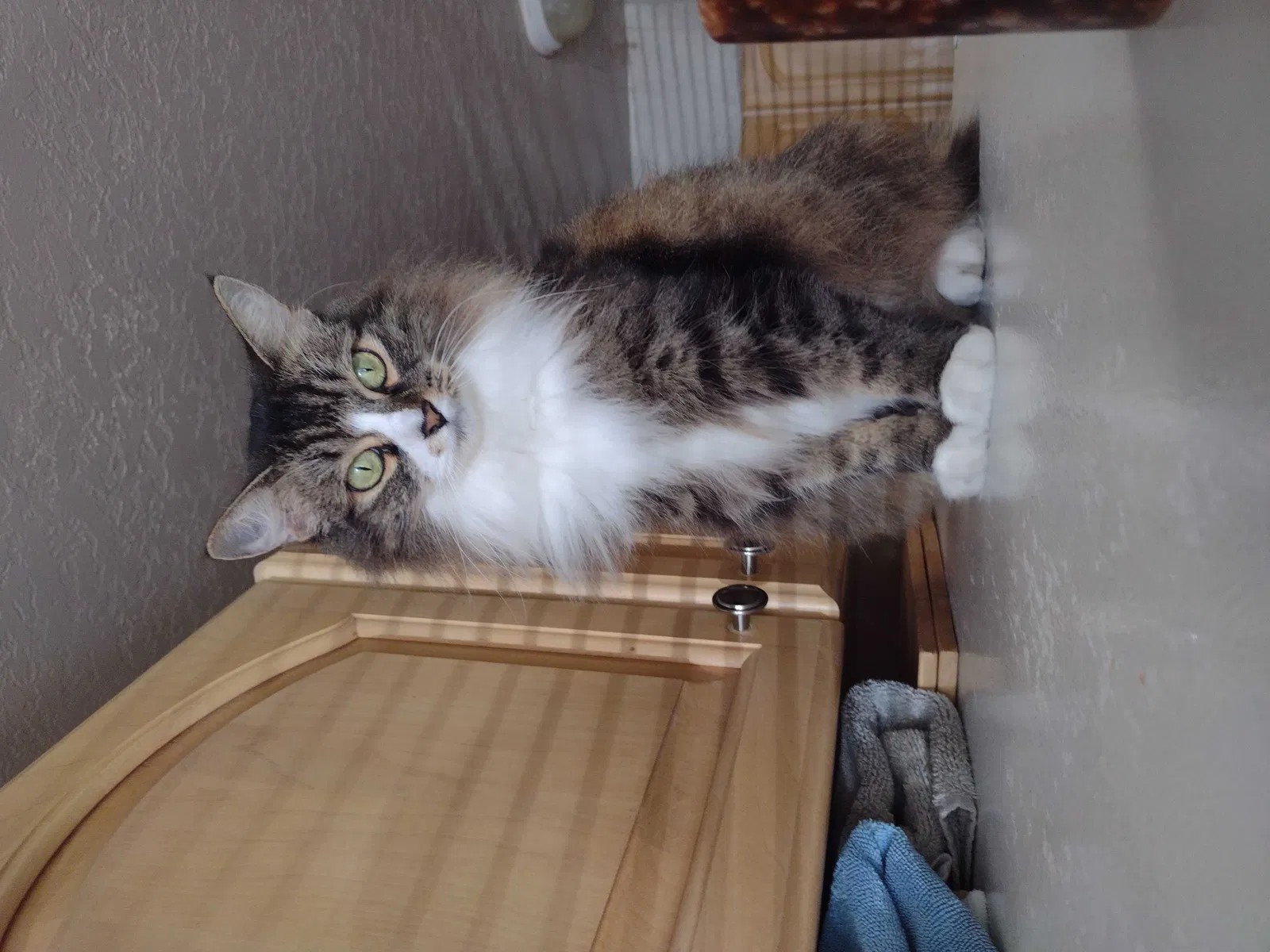 Lost cat in Saint Petersburg, FL, 33708