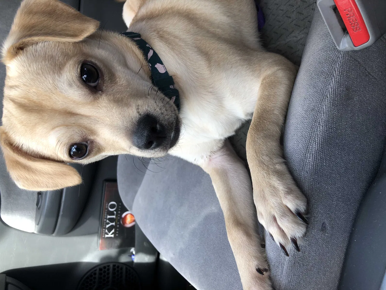 Lost dog in Albuquerque, NM, 87114