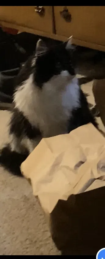 Lost cat in Cincinnati, OH, 45255