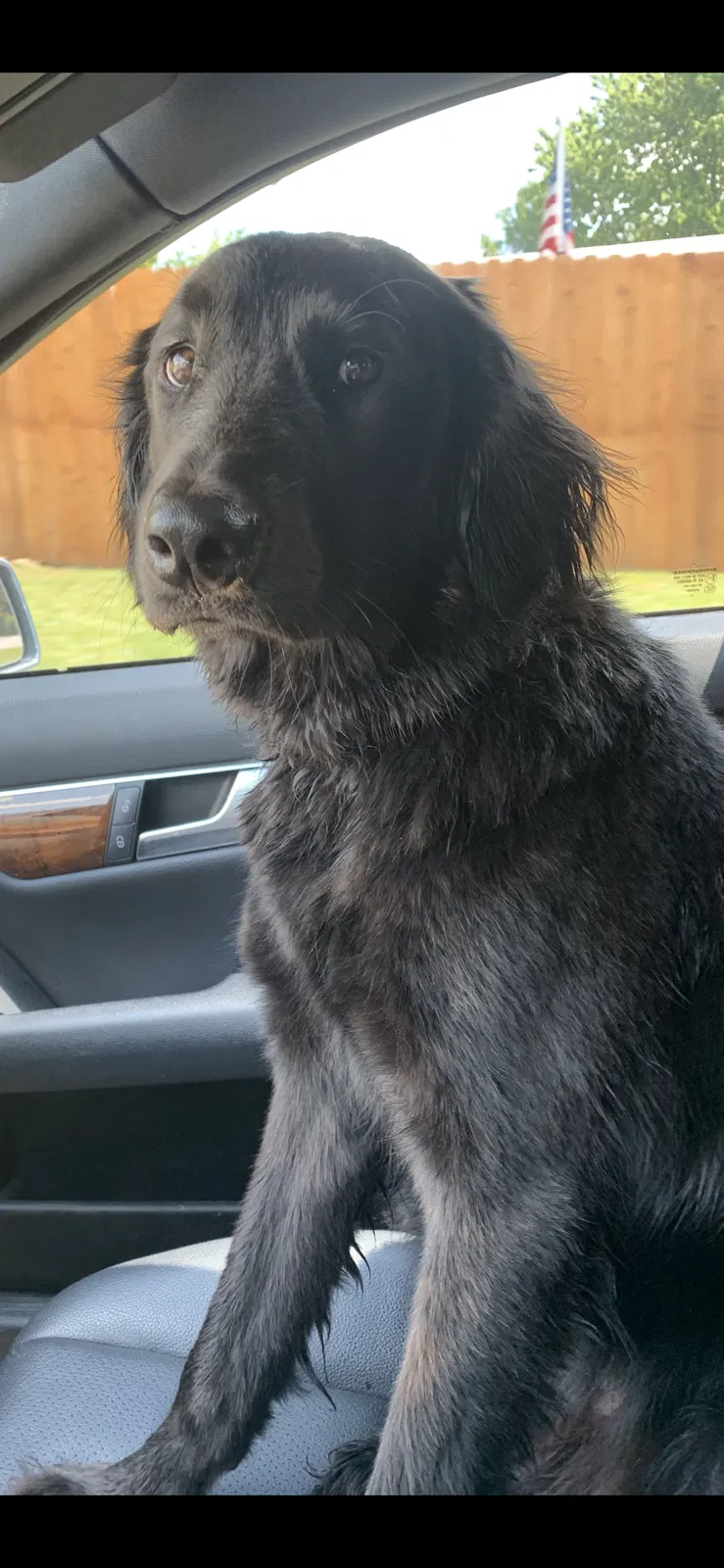 Lost dog in Valley Park, MO, 63088