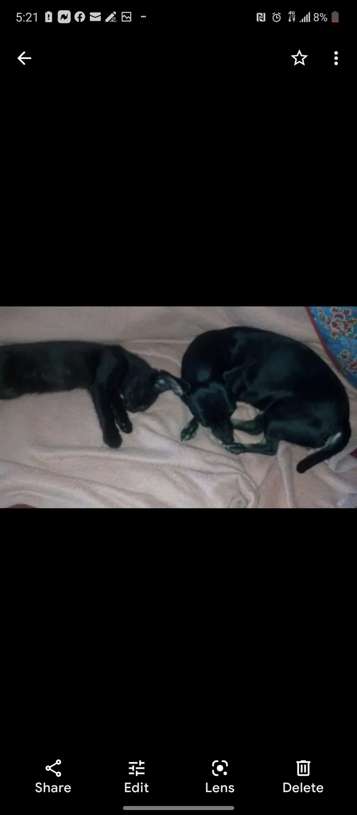 Lost dog in Phoenix, AZ, 85007