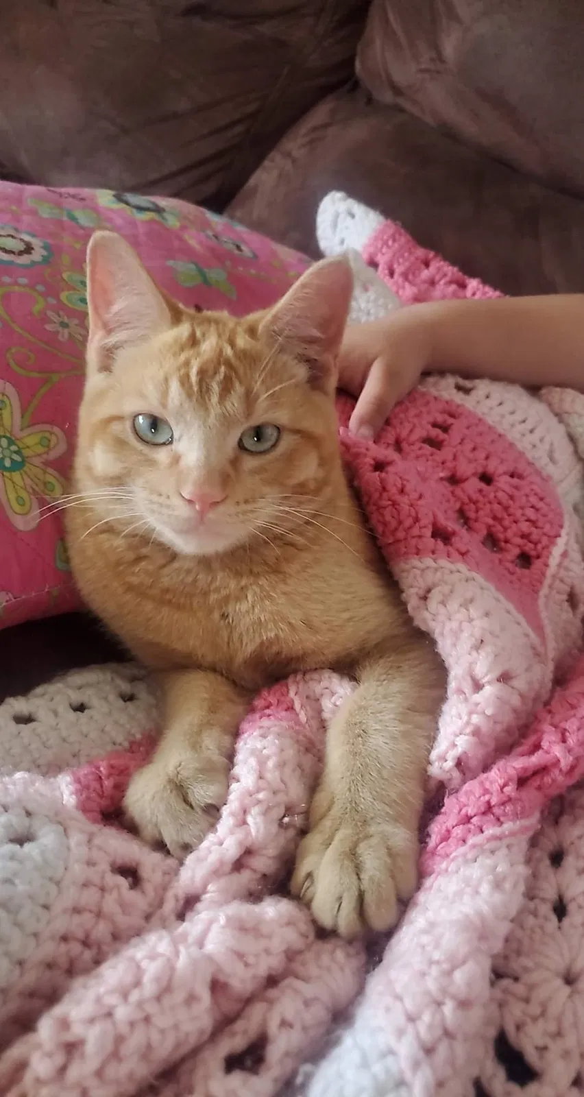 Lost cat in Sahuarita, AZ, 85629