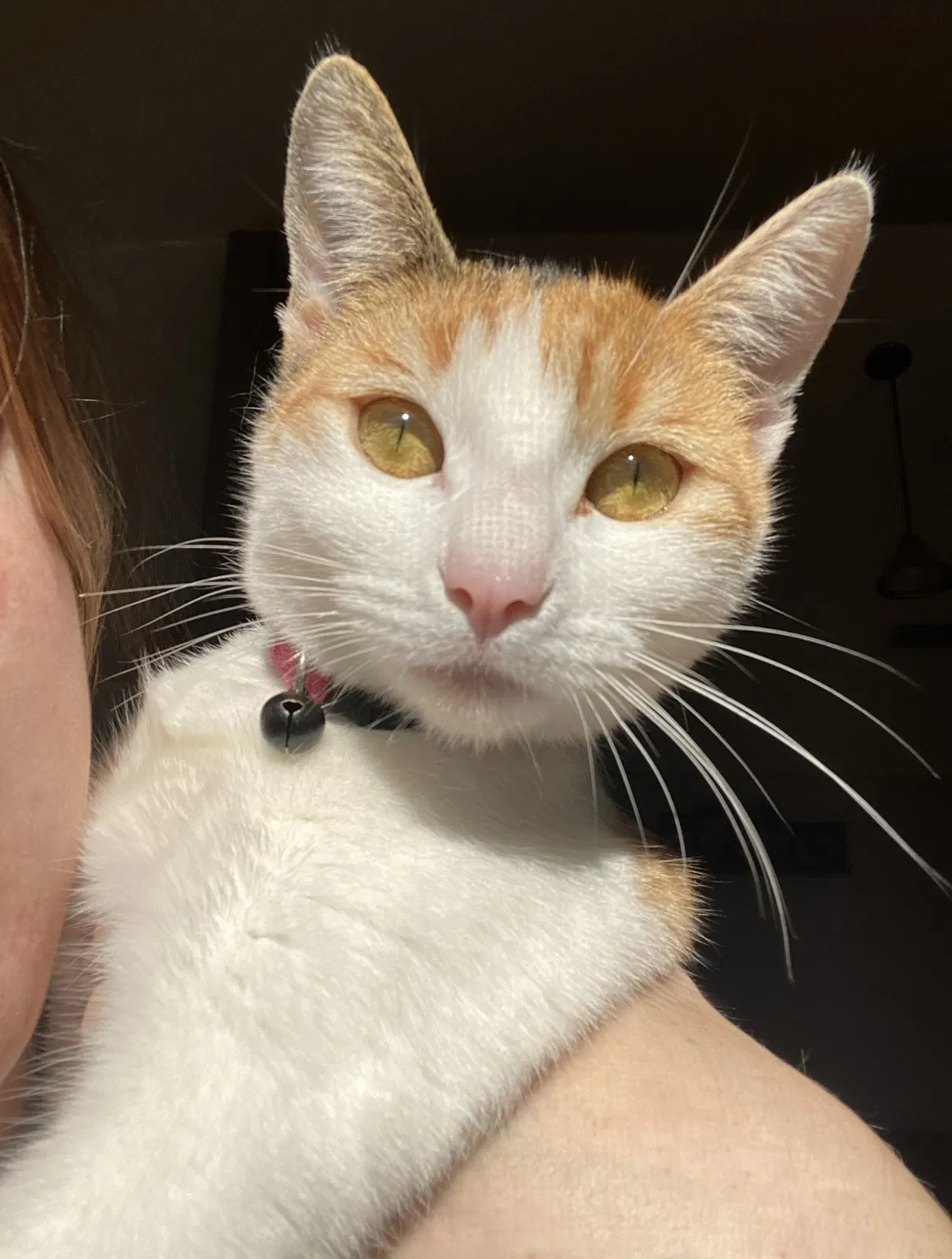 Lost cat in Sacramento, CA, 95838