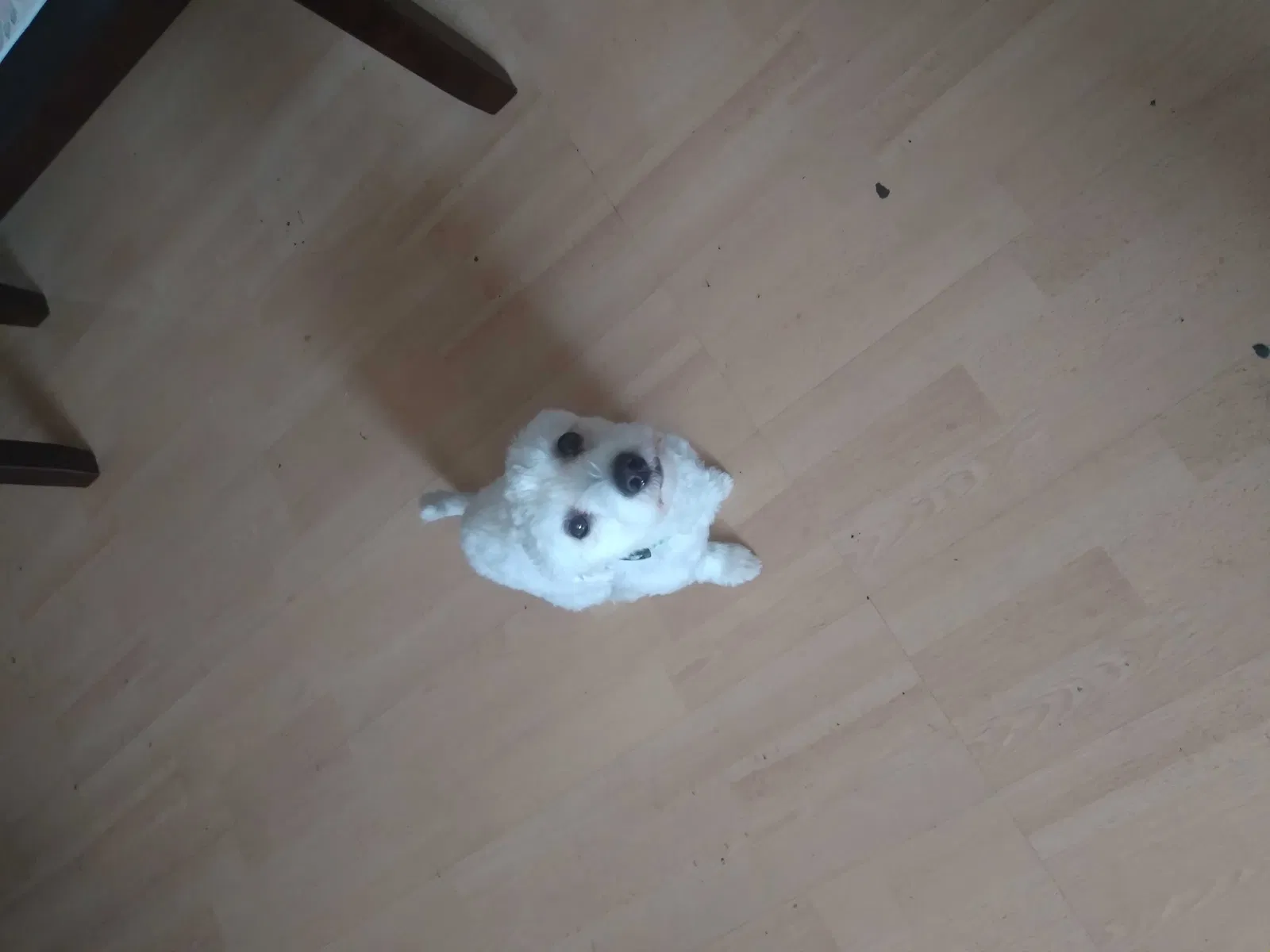 Lost dog in Altadena, CA, 91001