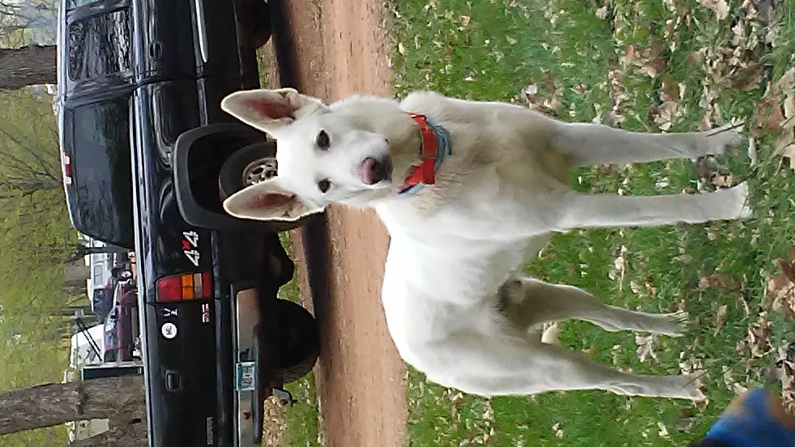 Lost dog in Norwood Young America, MN, 55368