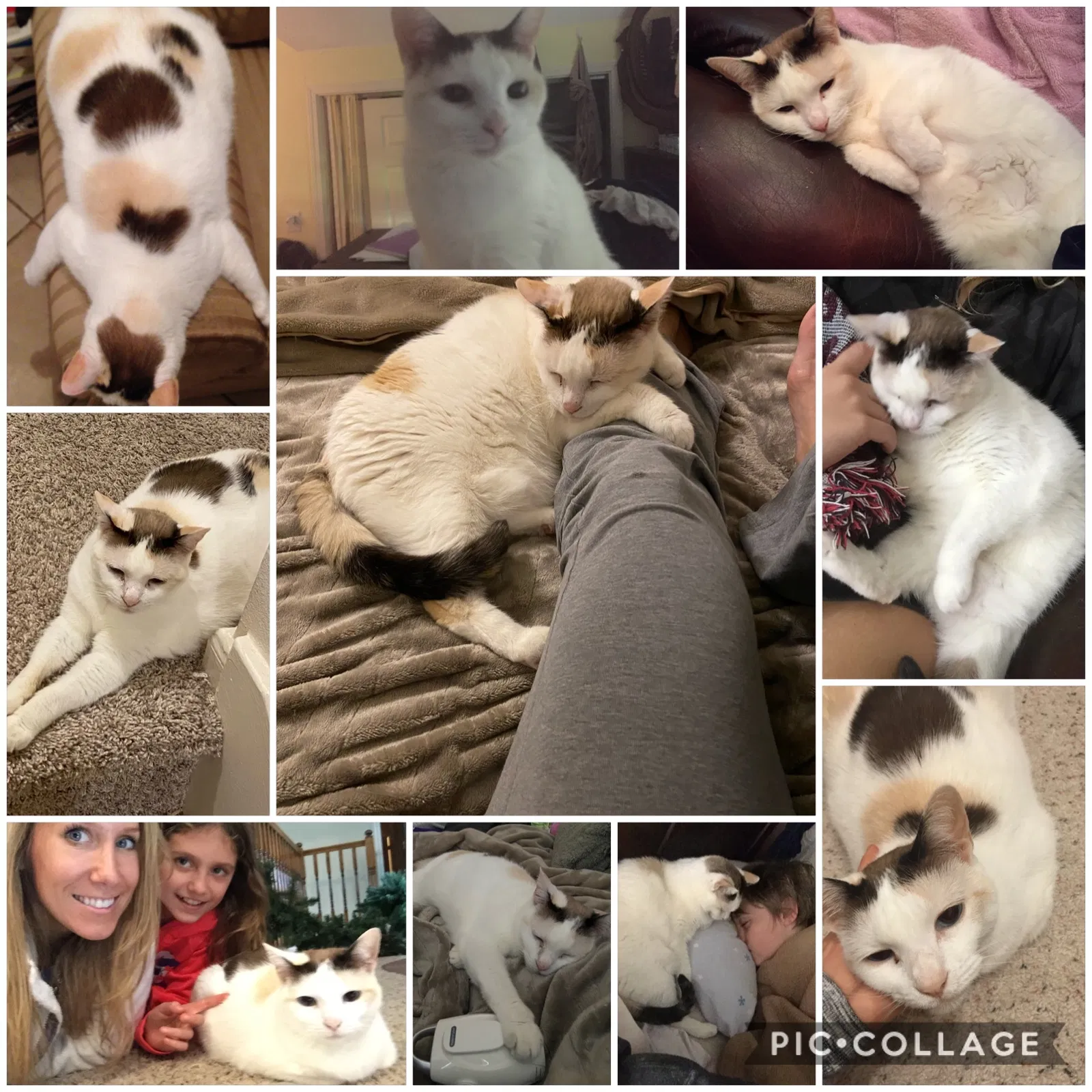 Lost cat in Sugar Land, TX, 77479