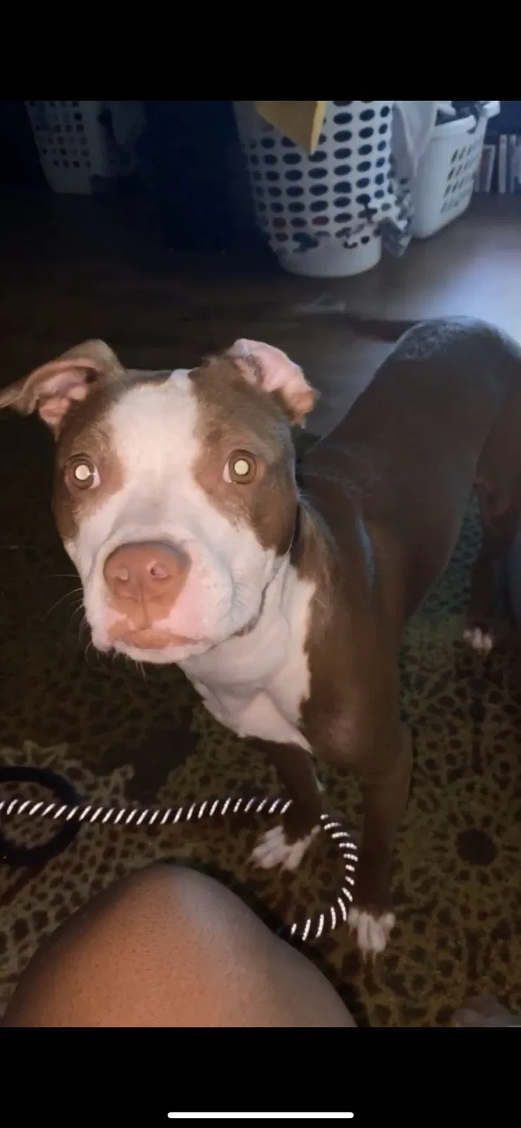 Lost dog in Fayetteville, NC, 28304
