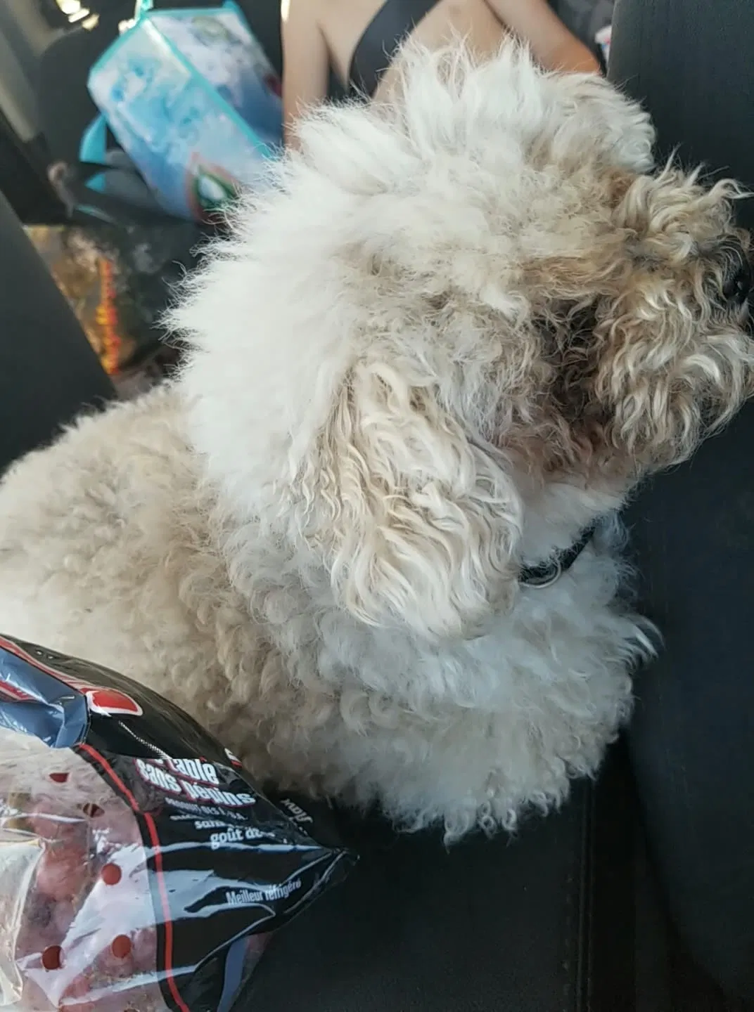 Lost dog in Otis Orchards, WA, 99027