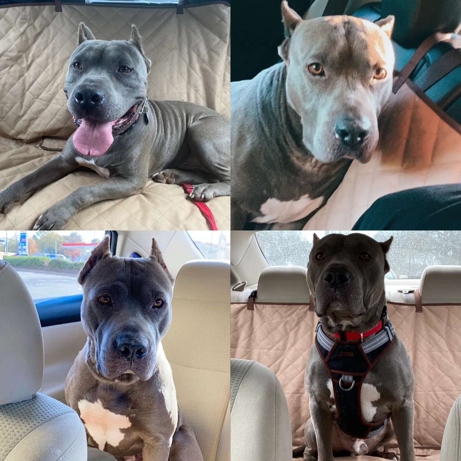 Lost dog in Memphis, TN, 38122