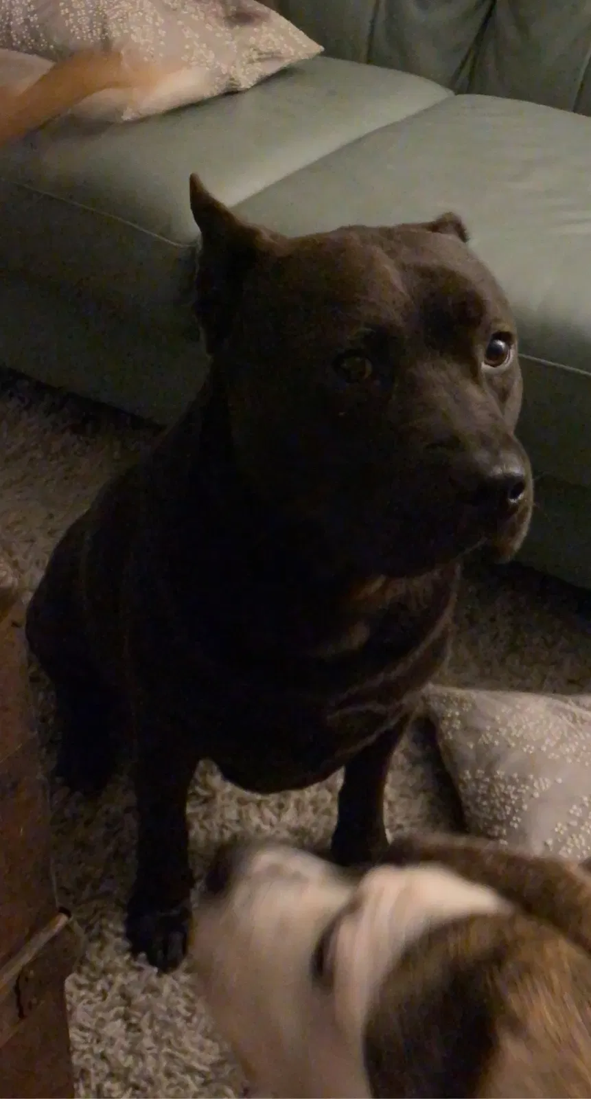 Lost dog in Grandview, MO, 64030