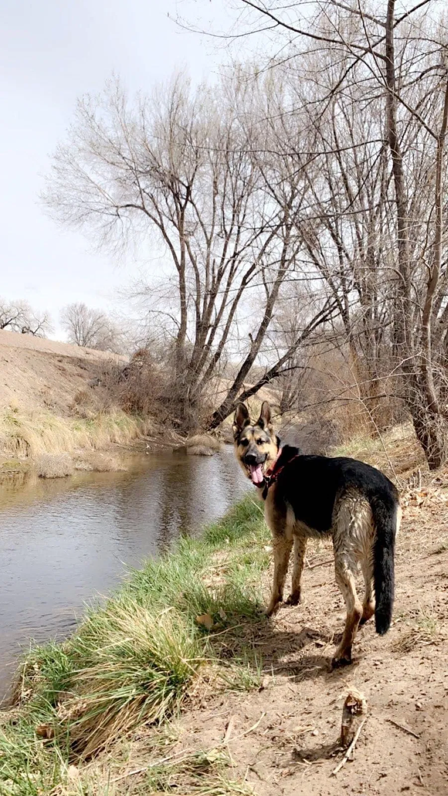 Lost dog in Rio Rancho, NM, 87144