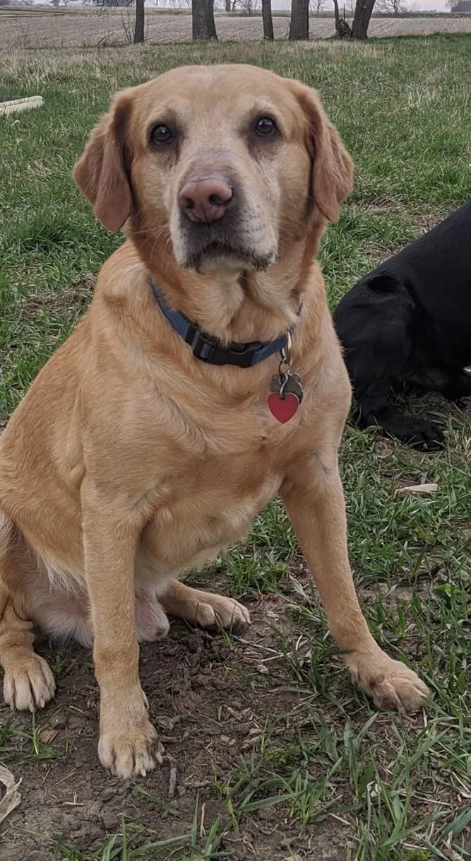 Lost dog in Shelby, IA, 51570