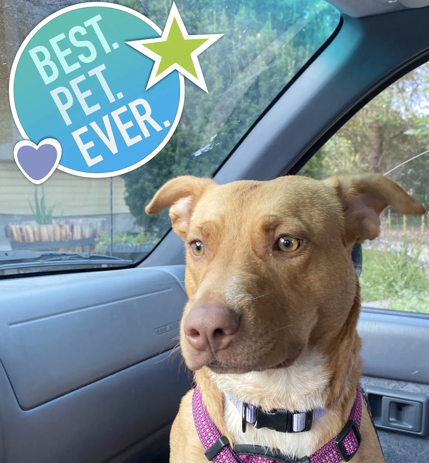 Lost dog in Colorado Springs, CO, 80916