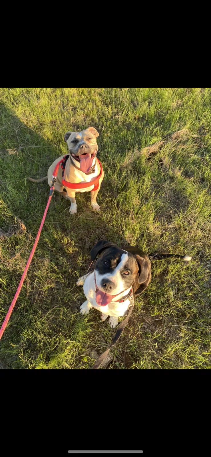 Lost dog in Rush Springs, OK, 73082