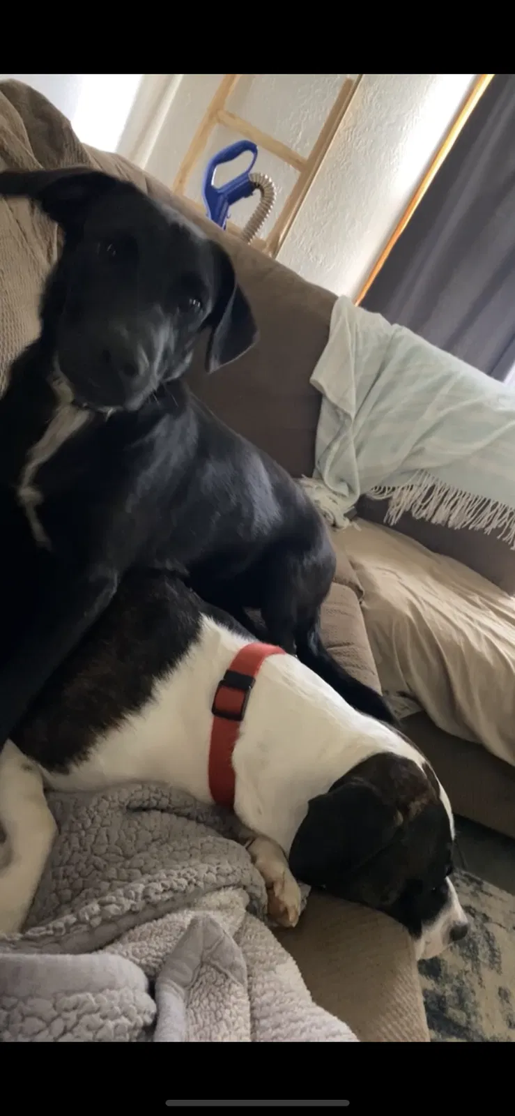 Lost dog in Rush Springs, OK, 73082