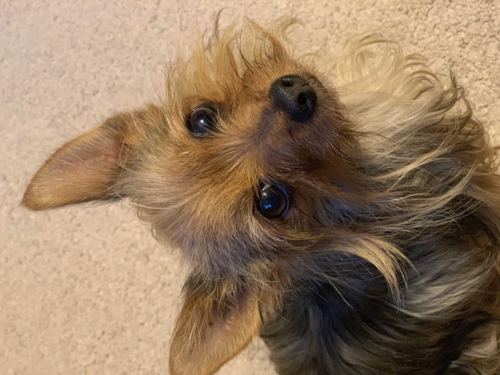 Lost dog in North Las Vegas, NV, 89084