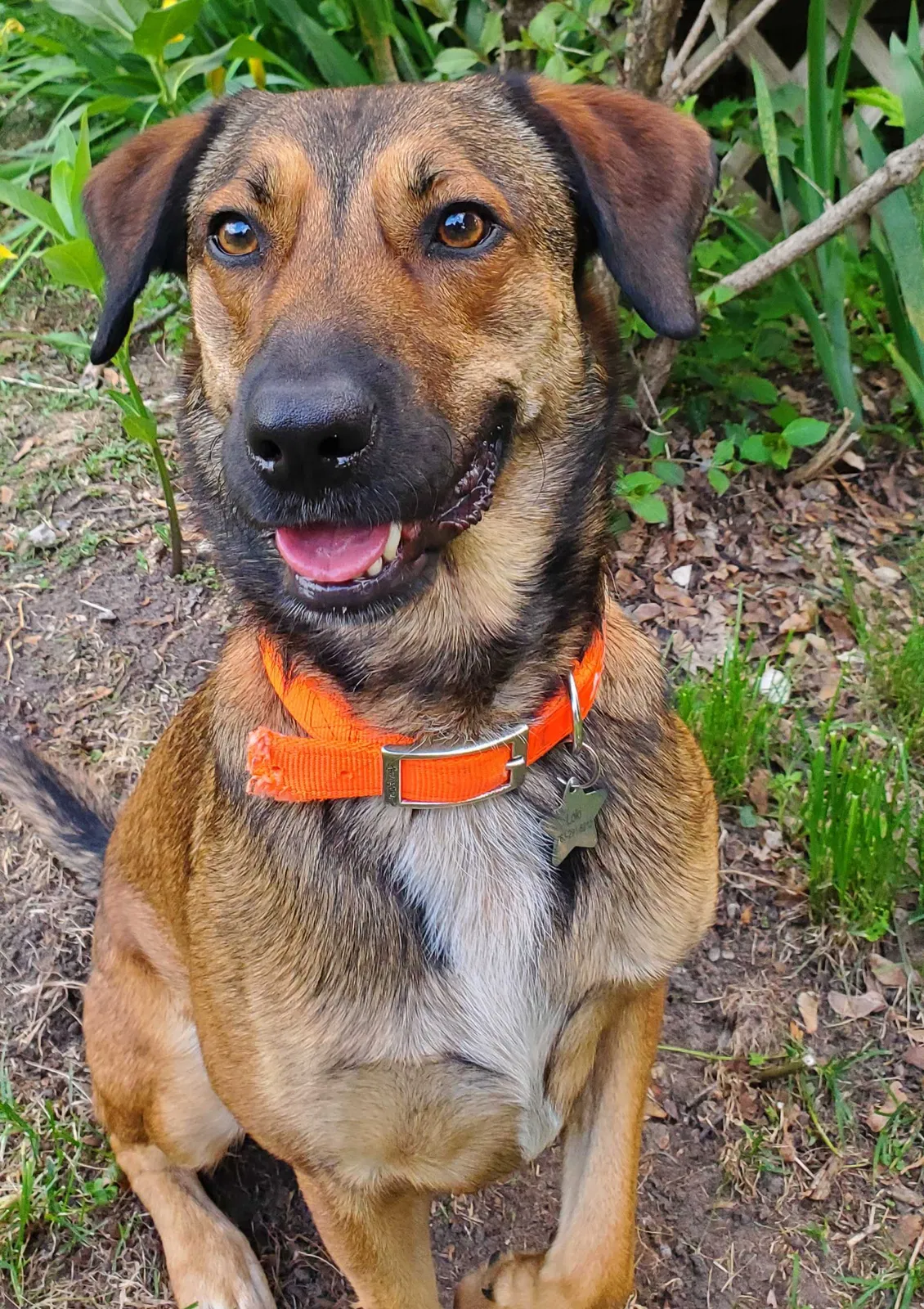 Lost dog in Osseo, MN, 55369