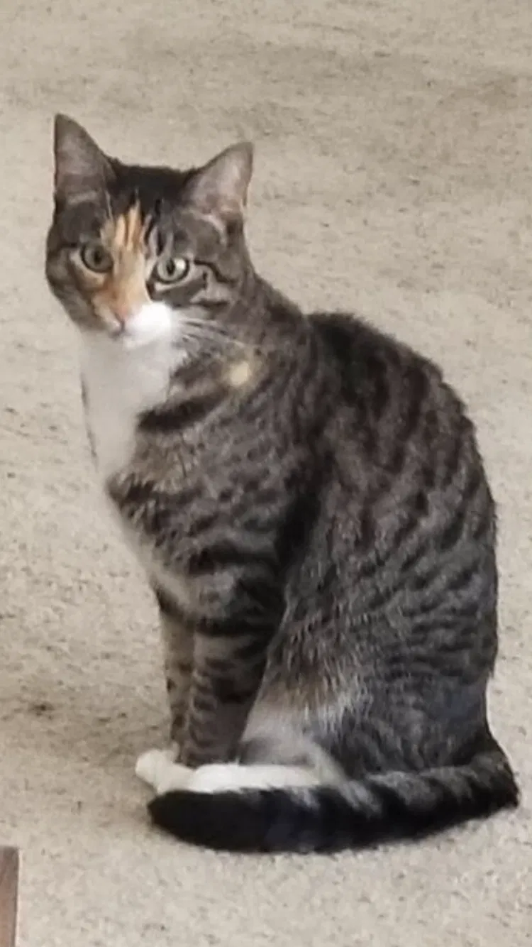 Lost cat in Saint Hedwig, TX, 78152