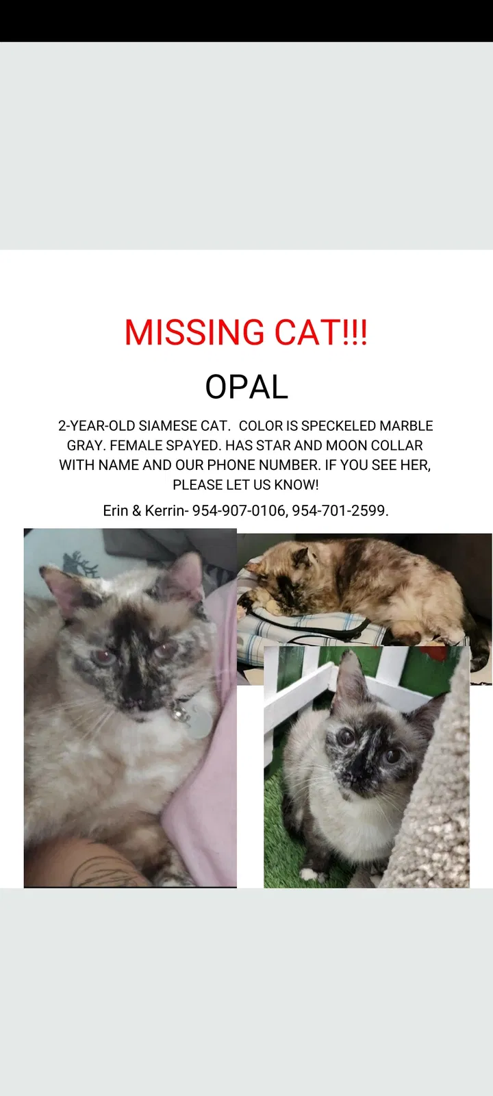 Lost cat in Lake Worth, FL, 33467