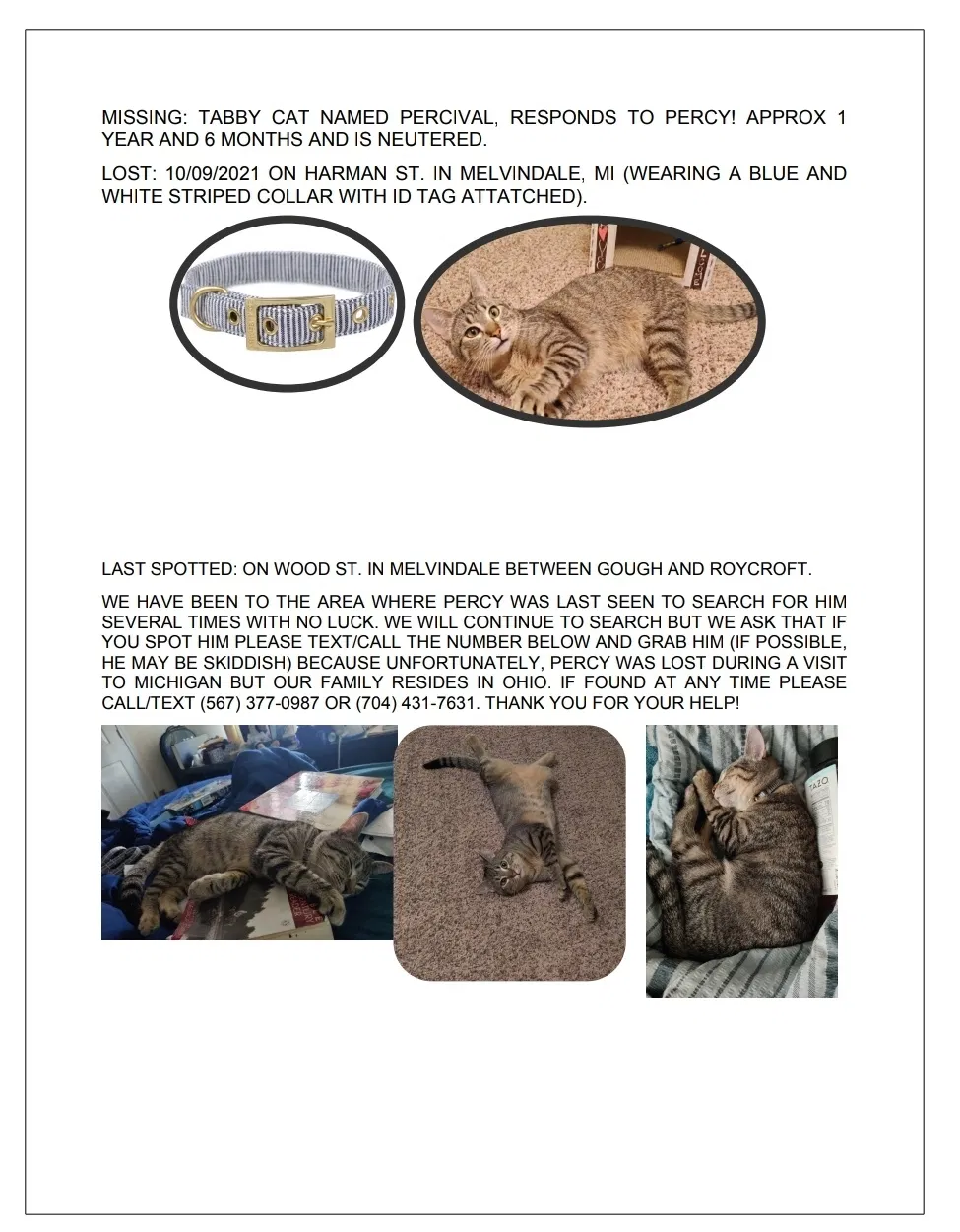 Lost cat in Melvindale, MI, 48122