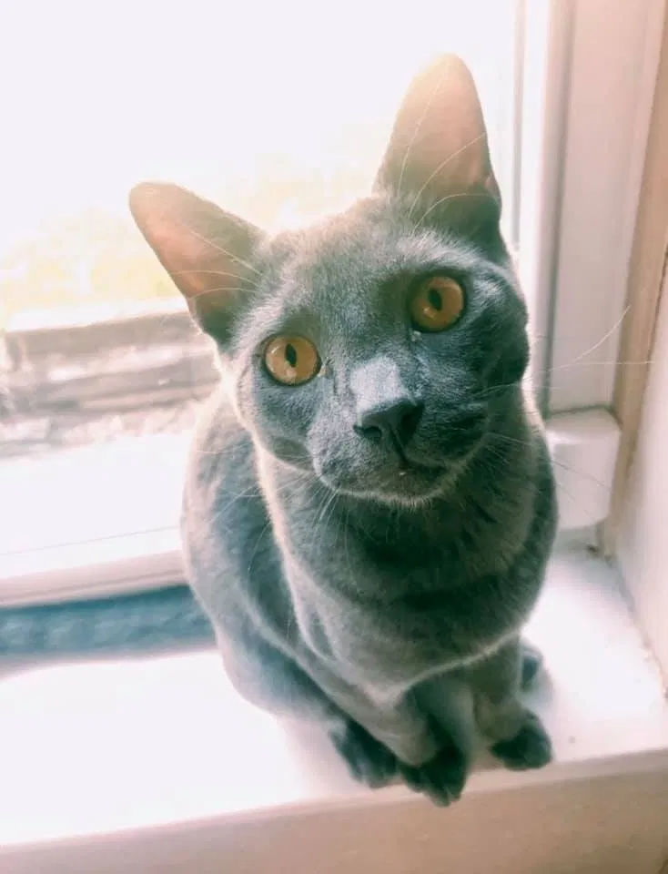 Lost cat in San Antonio, TX, 78233