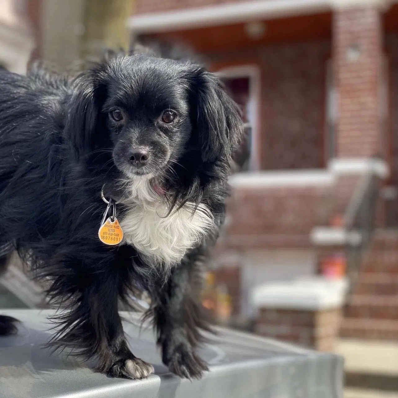 Lost dog in Brooklyn, NY, 11212
