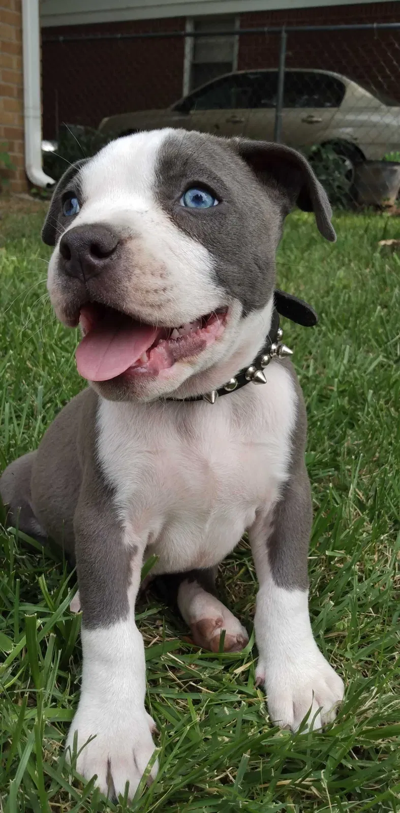 Lost dog in Wichita, KS, 67204
