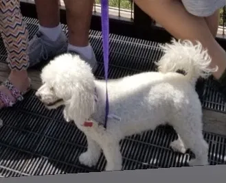 Lost dog in Lubbock, TX, 79423