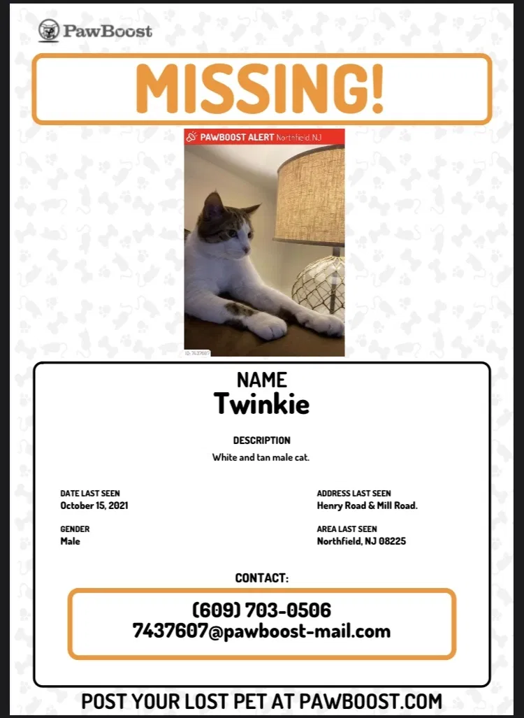 Lost cat in Northfield, NJ, 8225