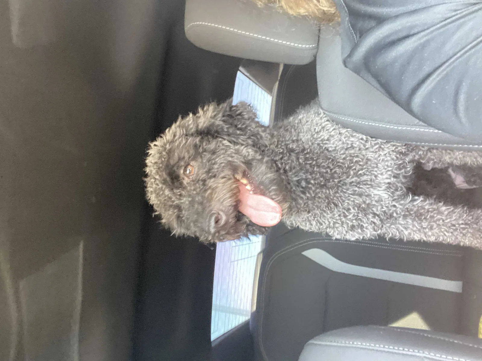 Lost dog in Avondale, AZ, 85392