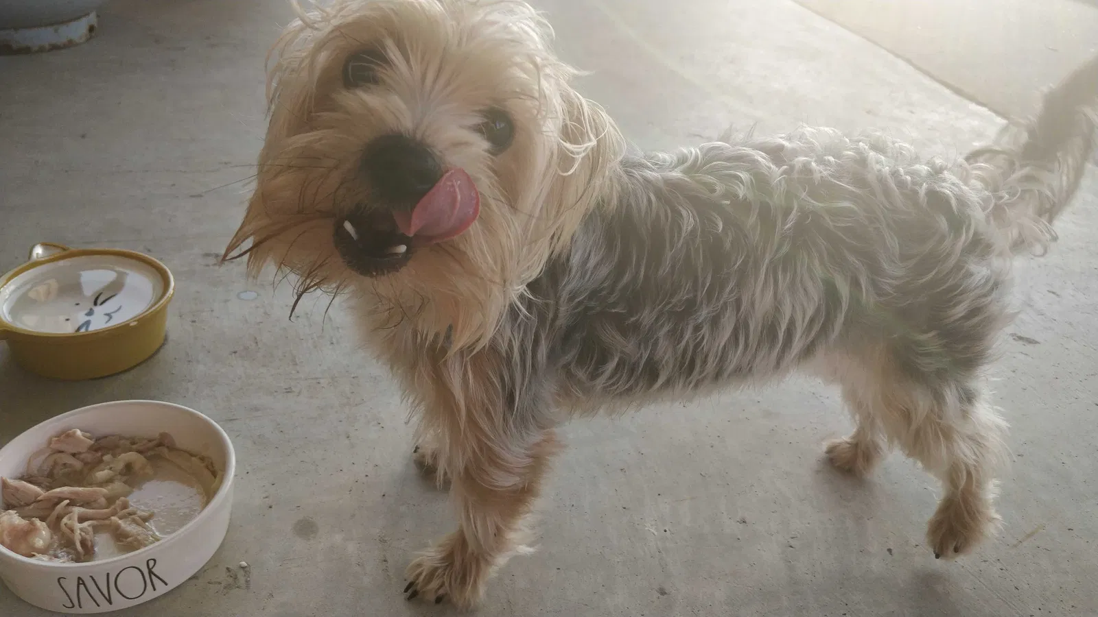Lost dog in Brownsville, TX, 78526