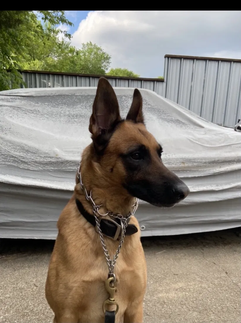 Lost dog in Dallas, TX, 75216