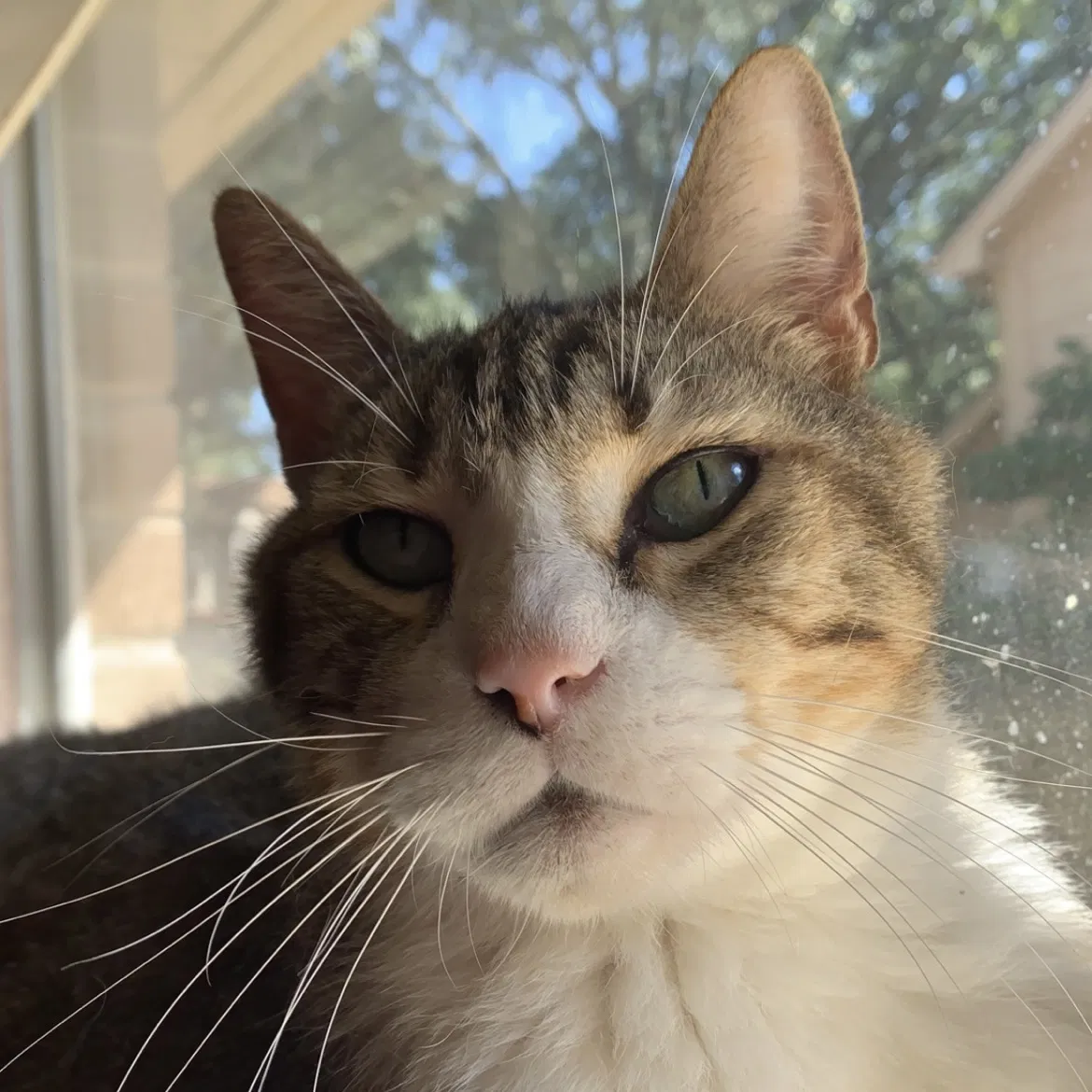 Lost cat in Houston, TX, 77043