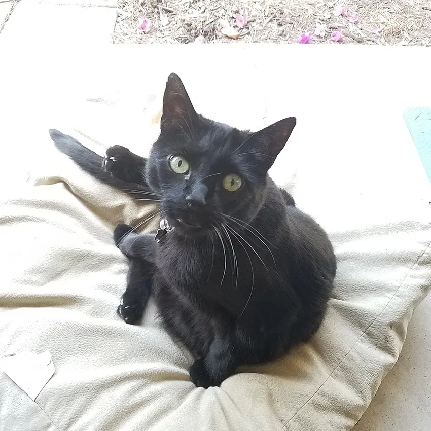 Lost cat in Santa Barbara, CA, 93105