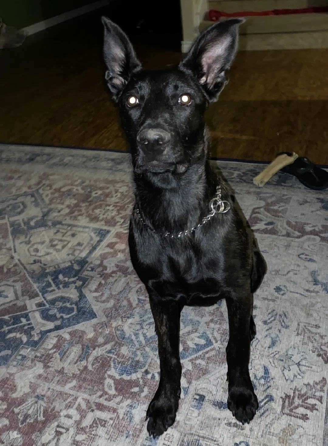 Lost dog in Fort Worth, TX, 76119