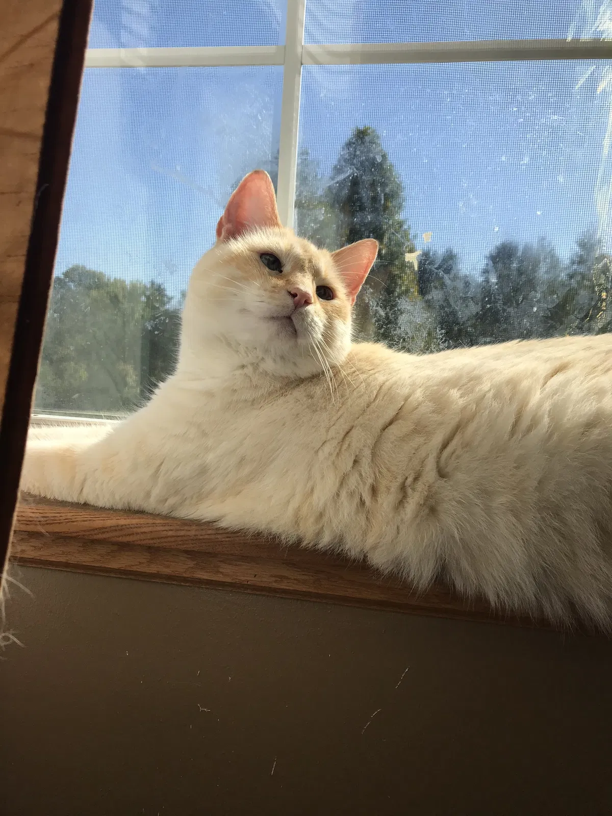 Lost cat in Bloomington, IN, 47401