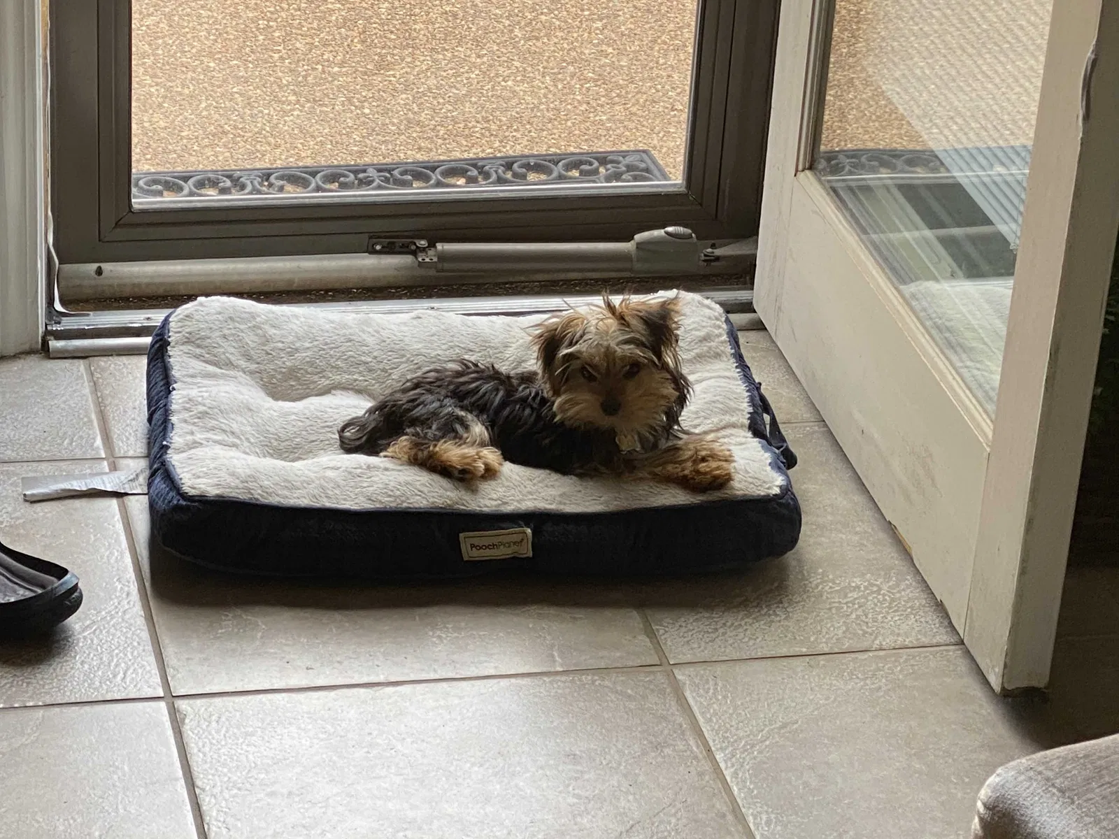 Lost dog in Arlington, TN, 38002